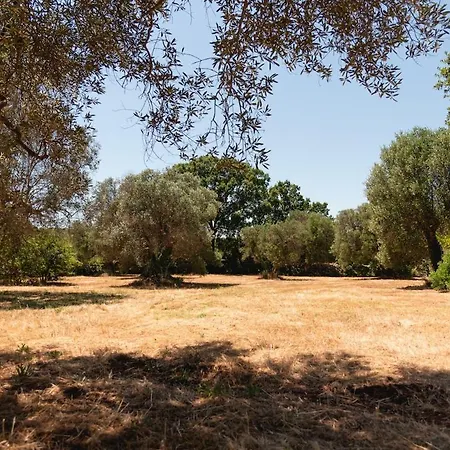 Il Cardo Bianco - Trulli A Ceglie Messapica